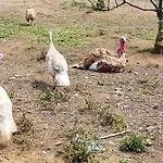 Quinta Rico Prázdninový dům Quatro Ribeiras