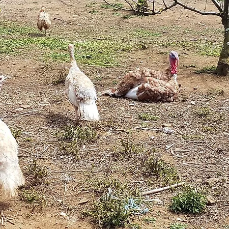 Quinta Rico Сasa de vacaciones Quatro Ribeiras